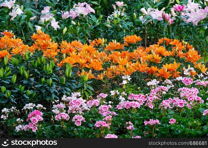 Tulip flower background, Colorful tulips meadow nature in spring