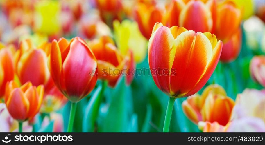 Tulip flower background, Colorful tulips meadow nature in spring, close up