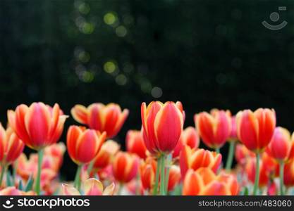 Tulip flower background, Colorful tulips meadow nature in spring, close up