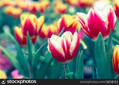 Tulip flower. Beautiful tulips flower in tulip field at winter or spring day for postcard beauty and agriculture concept design. broken tulip flower. Vintage color.