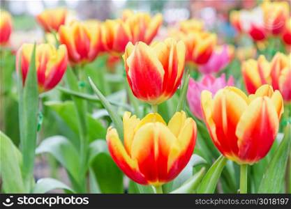 Tulip flower. Beautiful tulips flower in tulip field at winter or spring day for postcard beauty and agriculture concept design. broken tulip flower.