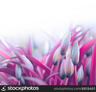 tulip flower bud in magenta grass