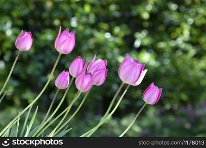 Tulip flower. Colorful tulips flower in the garden. Beautiful tulips flower for postcard beauty and agriculture concept design.