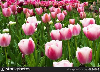 Tulip, flower, spring, garden, bloom, blossom, flora, botany. Botanical garden, the beautiful flowers in bloom and delight in the spring