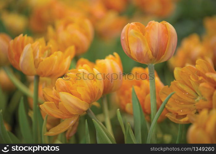 Tulip flower with green leaf background in tulip field at winter or spring day for postcard beauty decoration and agriculture concept design.Beautiful tuips in garden.