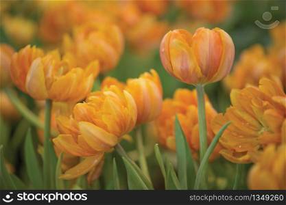 Tulip flower with green leaf background in tulip field at winter or spring day for postcard beauty decoration and agriculture concept design.Beautiful tuips in garden.