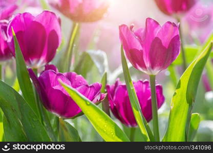 Tulip flower with green leaf background in tulip field at winter or spring day for postcard beauty decoration and agriculture concept design.