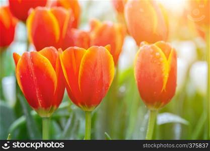 Tulip flower with green leaf background in tulip field at winter or spring day for postcard beauty decoration and agriculture concept design.