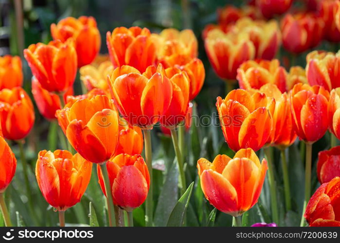 Tulip flower with green leaf background in tulip field at winter or spring day for postcard beauty decoration and agriculture concept design.