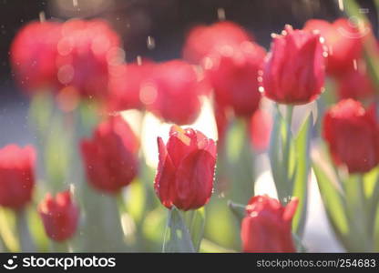 Tulip flowers