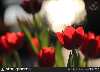 Tulip flowers