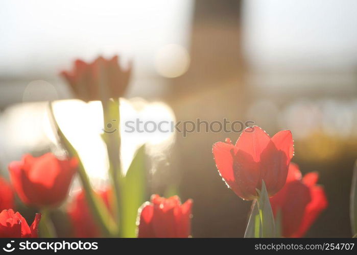 Tulip flowers