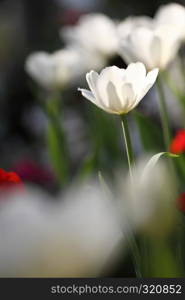 Tulip flowers