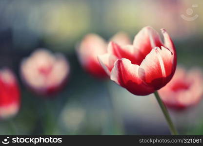 Tulip flowers