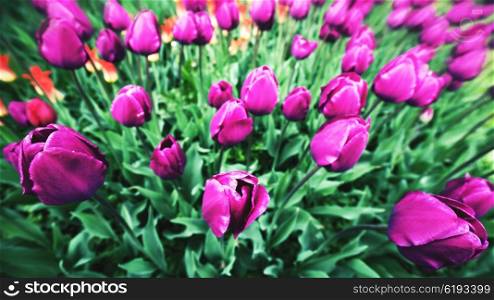 Tulip flowers. Abstract seasonal floral backgrounds
