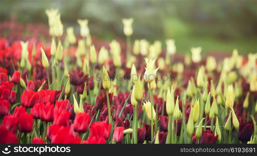 Tulip flowers. Abstract seasonal floral backgrounds