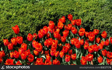 Tulip Flowers Blooming in Spring Season