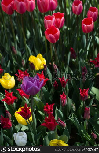 Tulip Flowers Blooming in Spring Season