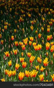 Tulip Flowers Blooming in Spring Season