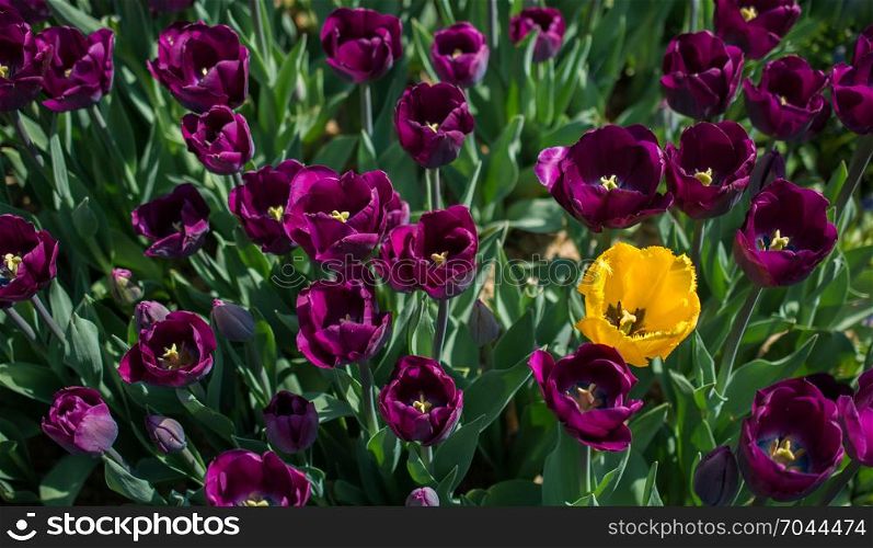 Tulip Flowers Blooming in Spring Season