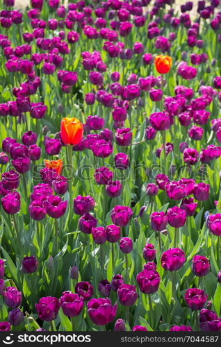 Tulip Flowers Blooming in Spring Season