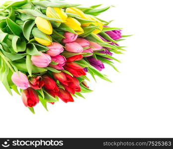 Tulip flowers. Bouquet of fresh spring blooms isolated on white background