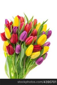 Tulip flowers. Bouquet of resh spring blooms isolated on white background