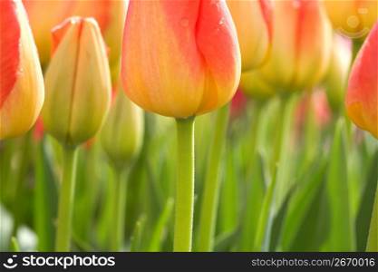 Tulip flowers, close-up