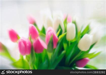 Tulip flowers, close-up