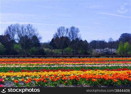 tulip flowers field. colorful tulip farm