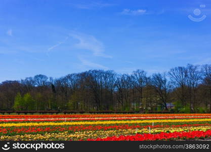 tulip flowers field. colorful tulip farm