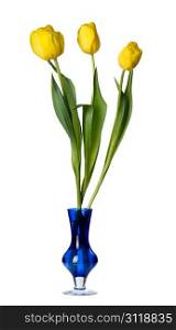 Tulip flowers in a blue glass vase, isolated on a white background.