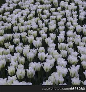 Tulip flowers in a garden, Central Park, Manhattan, New York City, New York State, USA