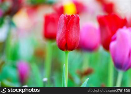 Tulip flowers in nature concept