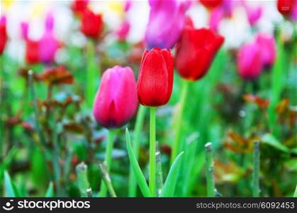 Tulip flowers in nature concept