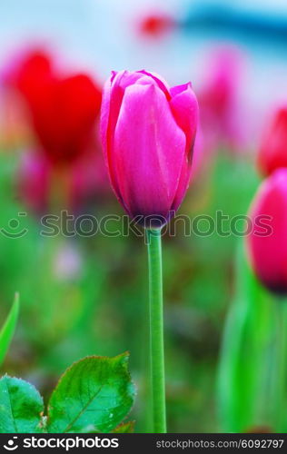 Tulip flowers in nature concept