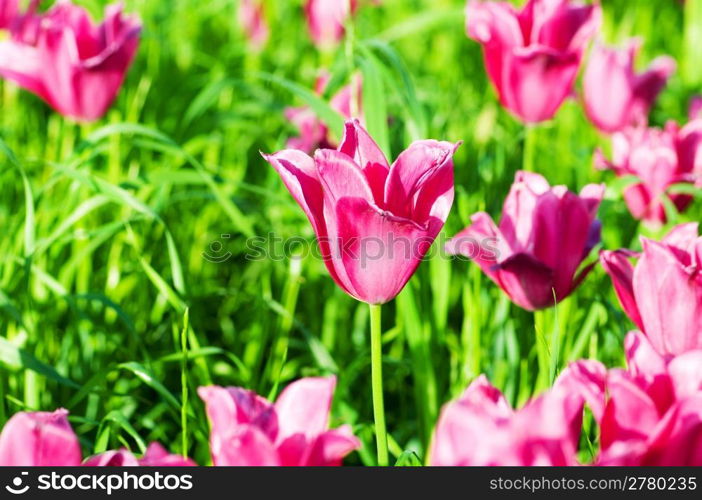 Tulip flowers in the park