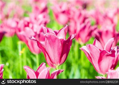 Tulip flowers in the park