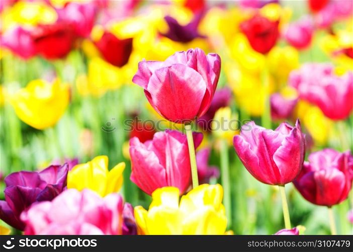 Tulip flowers in the park
