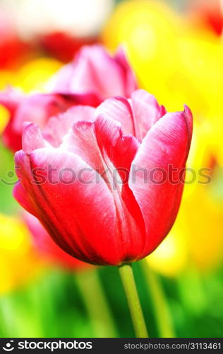 Tulip flowers in the park