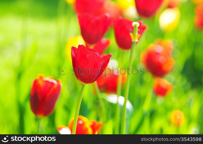 Tulip flowers in the park