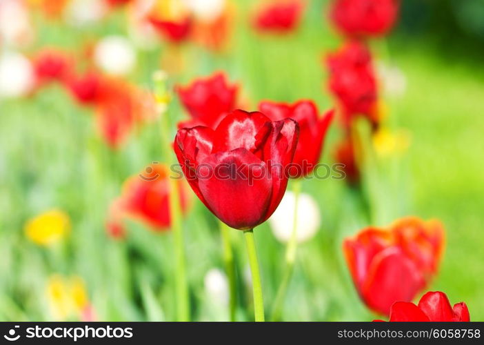 Tulip flowers in the park