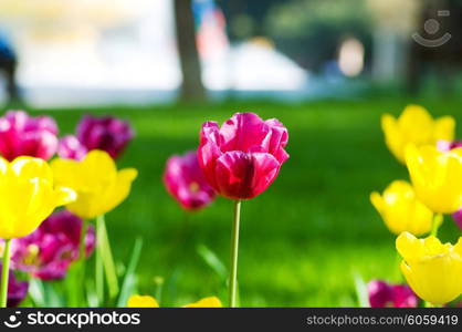 Tulip flowers in the park