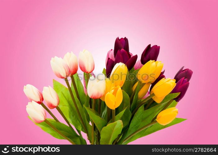 Tulip flowers on gradient background