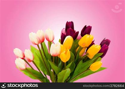 Tulip flowers on gradient background