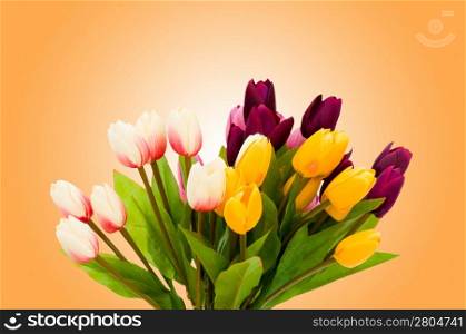 Tulip flowers on gradient background