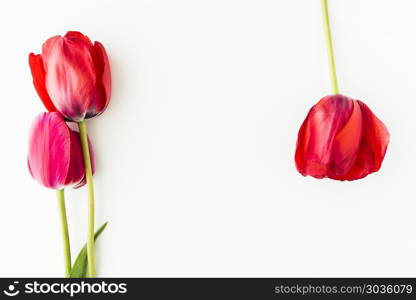 Tulip flowers on white table with human hand and copy space for . Tulip flowers on white table with copy space for your text top view.