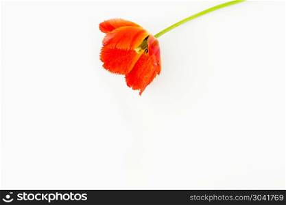 Tulip flowers on white table with human hand and copy space for . Tulip flowers on white table with copy space for your text top view.