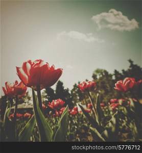 Tulip flowers, retro floral backgrounds for your design