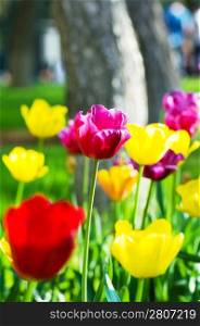 Tulip flowes in the park